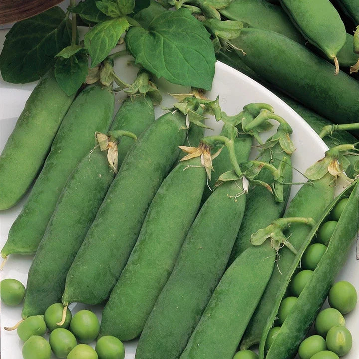 Little Marvel Pea Seeds – Garden Seeds for Planting, Bush Variety, Pisum sativum, Non-GMO, Full Sun, 100 Seeds