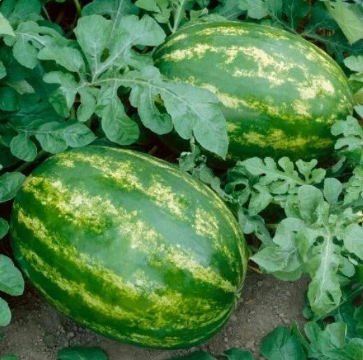 Sweet Watermelon Seeds - Jubilee Variety, Non-GMO, Picnic Size, Citrullus lanatus Seed Packet