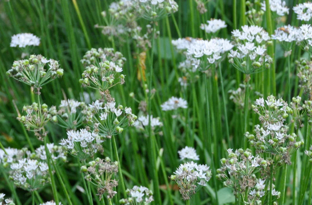 Garlic Chives Seeds - 100+ Heirloom Allium tuberosum for Culinary and Garden Use