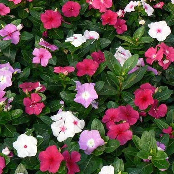 Vinca Seeds 100 Pack F-1 Mix | Catharanthus roseus Flowering Annual for Garden & Landscape