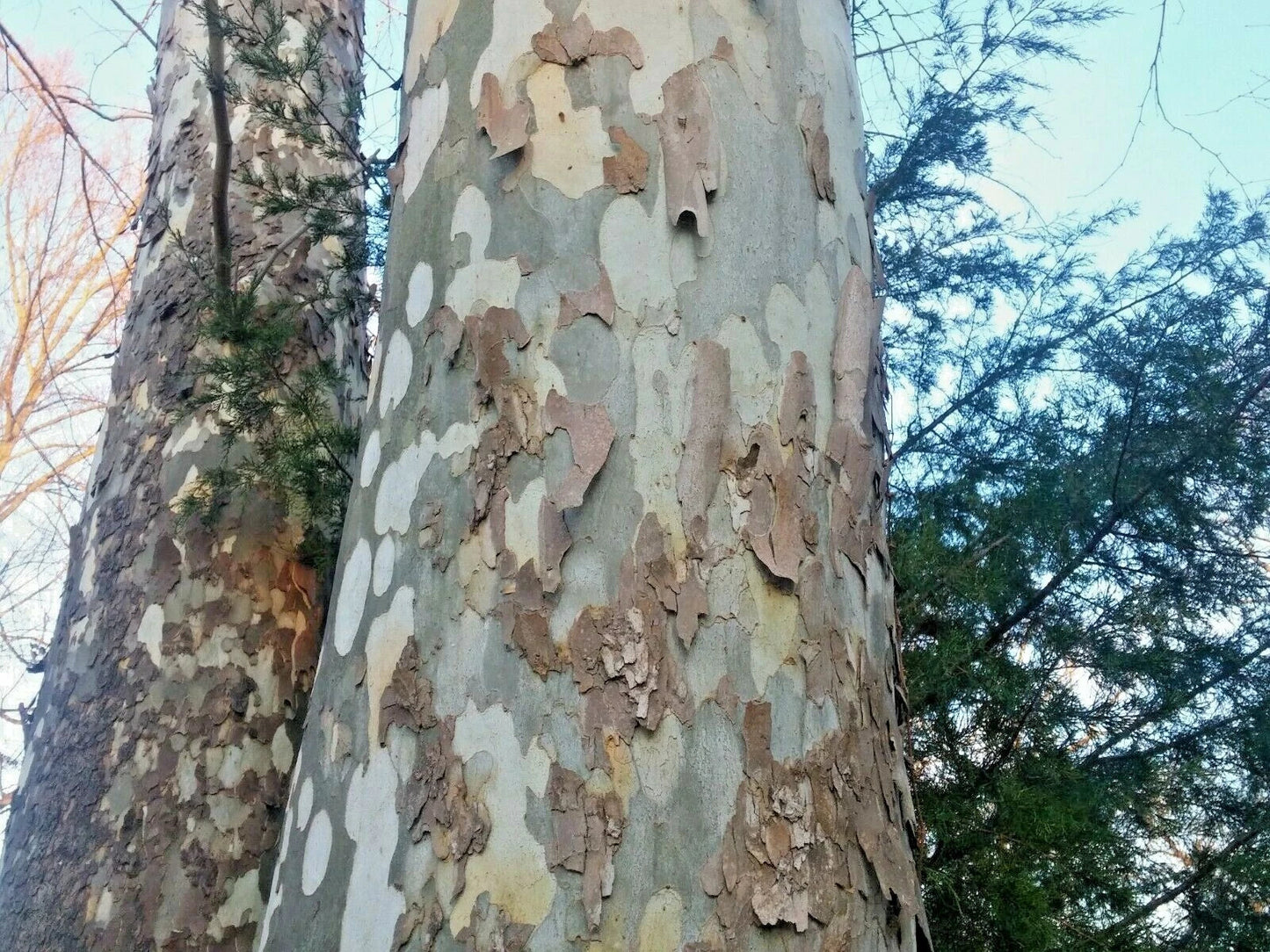 American Sycamore Seeds 150 Count - Platanus occidentalis Buttonwood Tree