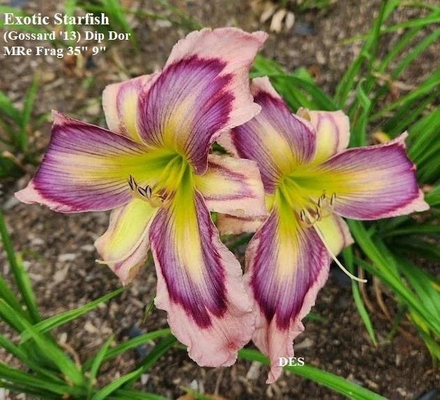 Daylily Plants - 2 Pack - Exotic Starfish Rebloomer - Hemerocallis 'Exotic Starfish' - Vibrant Yellow-Orange Flowers