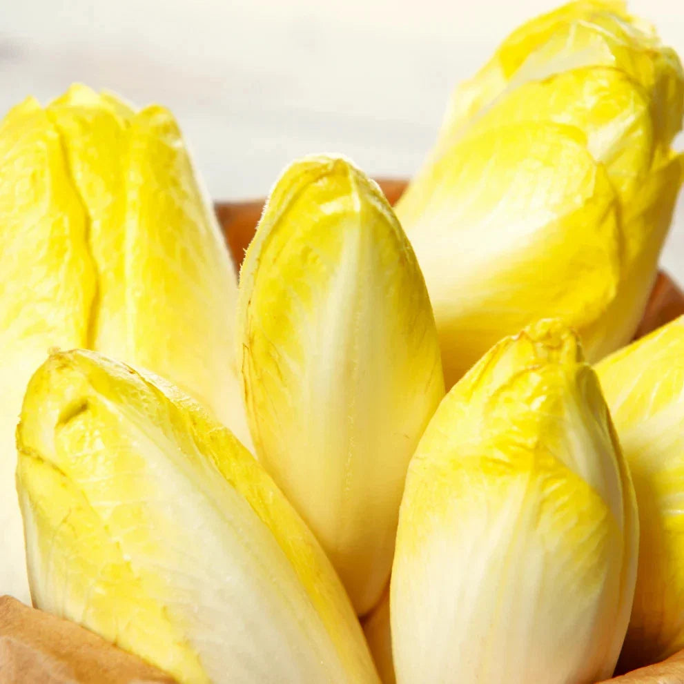Belgian Endive Seeds - Organic Witloof Chicory for Salad & Gourmet Dishes - Heirloom, Non-GMO, Cool-Season Planting