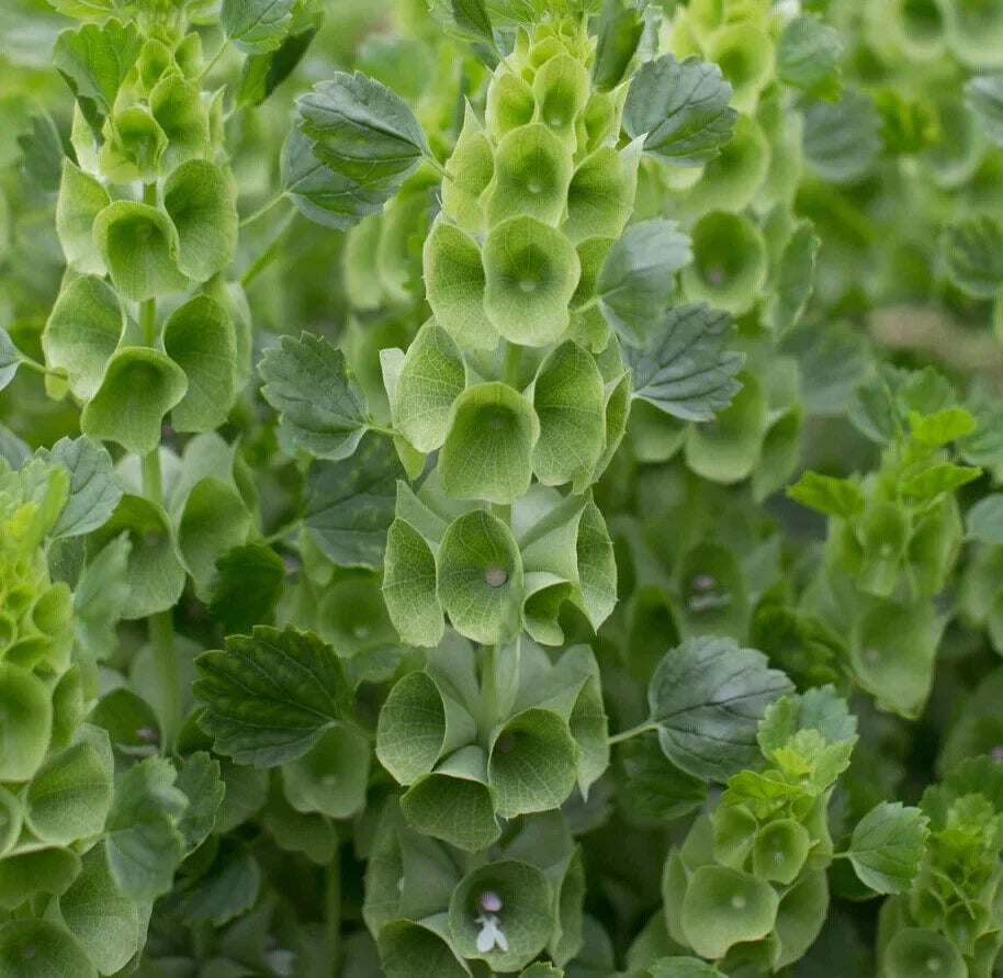 Bells of Ireland Seeds - Over 200 Fragrant Green Blooms - Moluccella laevis - Cutflower and Garden Planting