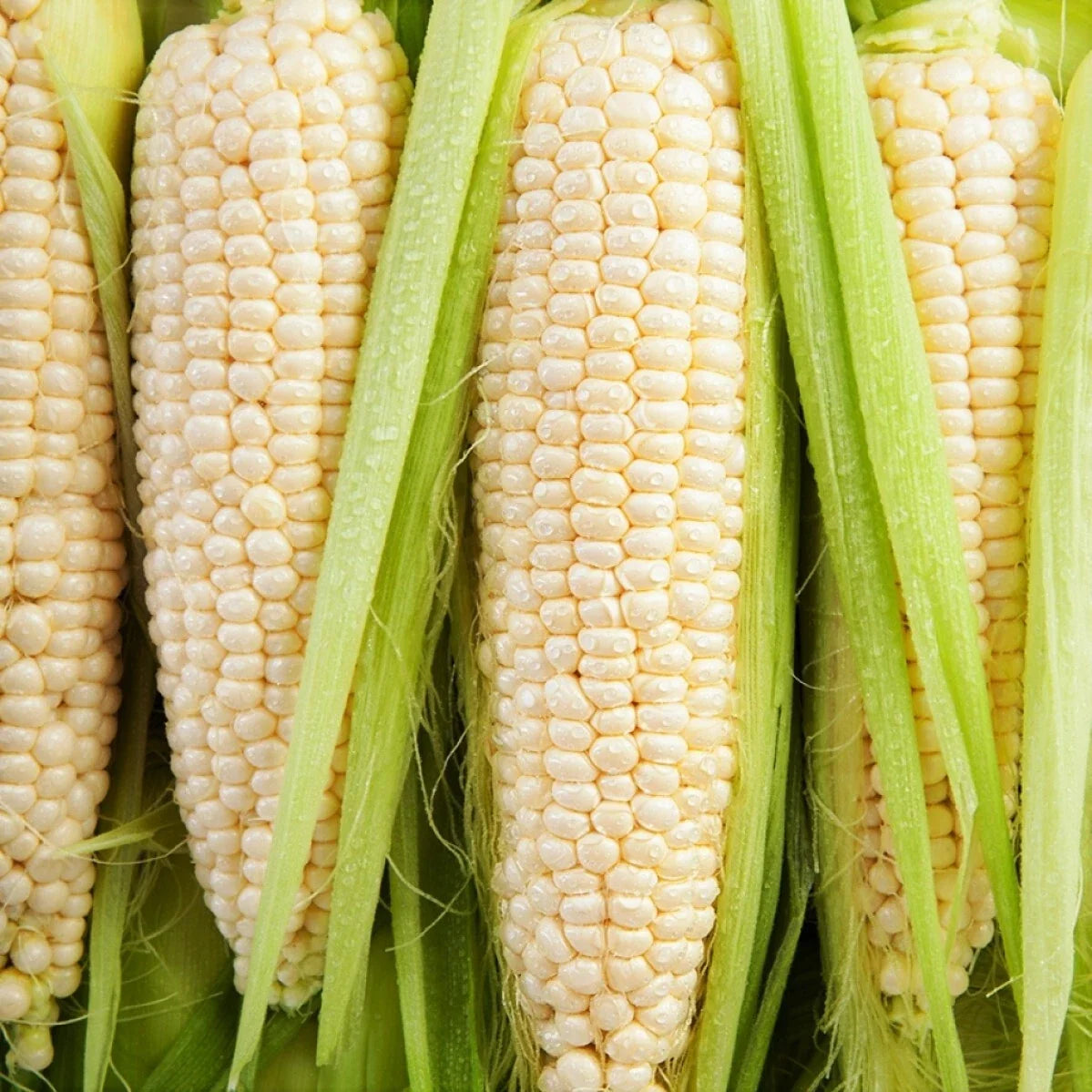 Bulk Silver Queen Sweet Corn Seeds – Treated Zea mays for Full Sun, Sweet Flavor, Bulk Packaging