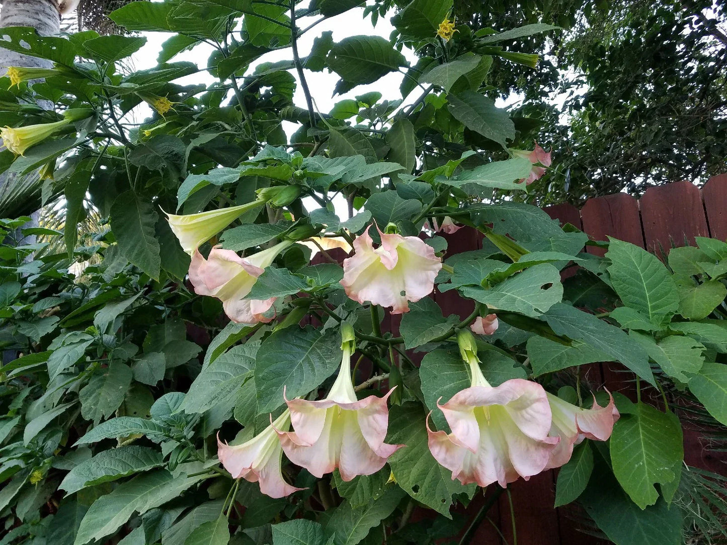 Pink Beauty Angel Trumpet Plant - XL Fully Rooted Brugmansia with Large Pink Flowers