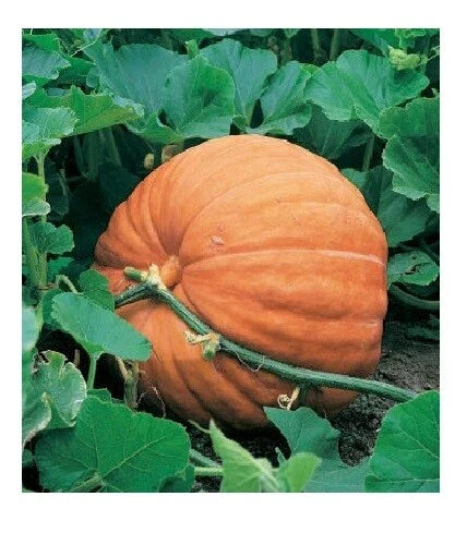 Big Max Giant Pumpkin Seeds – Heirloom Cucurbita maxima for Prizewinning Pumpkins – 10 Seeds