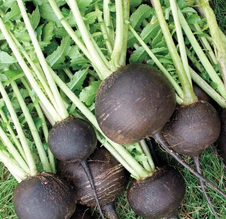 Black Spanish Round Radish Seeds 200+ Pack - Heirloom Raphanus sativus for Garden