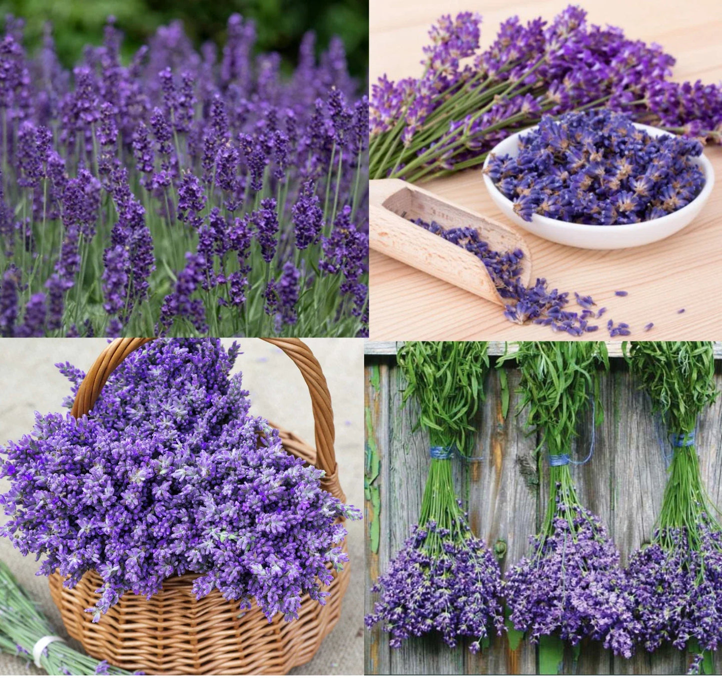 Lavender Seeds - Non-GMO Pack of 200 - Munstead & Vera Varieties - Perennial Flower Seeds for Garden, Aromatherapy & Crafts