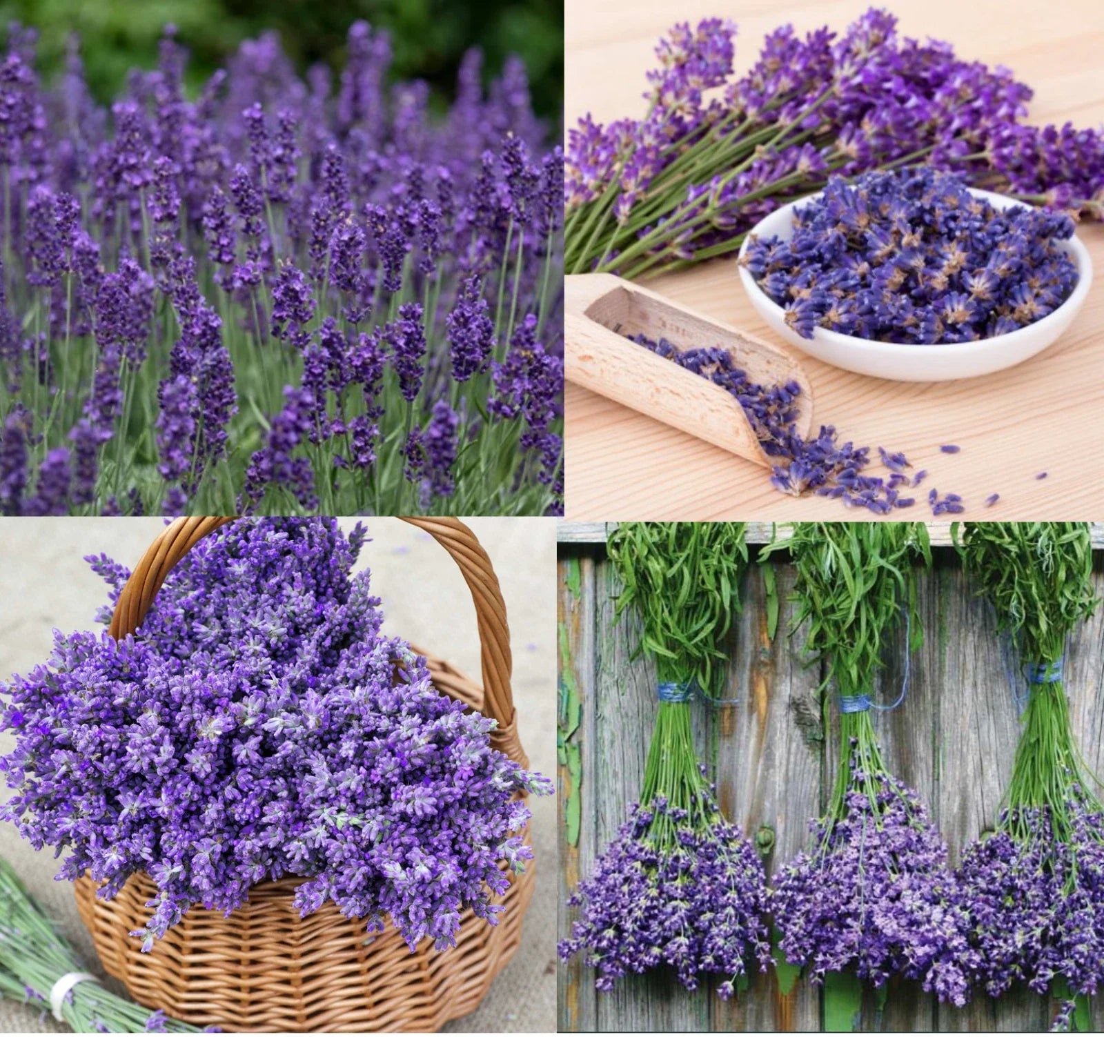 Lavender Seeds - Non-GMO Pack of 200 - Munstead & Vera Varieties - Perennial Flower Seeds for Garden, Aromatherapy & Crafts