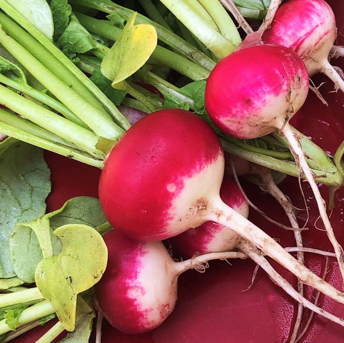 Sparkler Radish Seeds - Red White Globe Root Vegetable Seeds - Non-GMO, Heirloom, Raphanus sativus, 2025 Variety