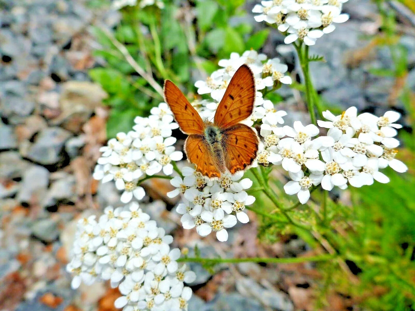 White Yarrow Flower Seeds - 1000+ Achillea millefolium Perennial Wildflower for Gardens and Pollinators