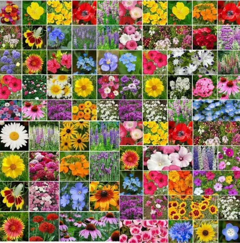 Wildflower Mix Bulk Seeds - Native Flower Seeds for Landscaping, Pollinator Garden, Non-GMO, 5000 Seeds