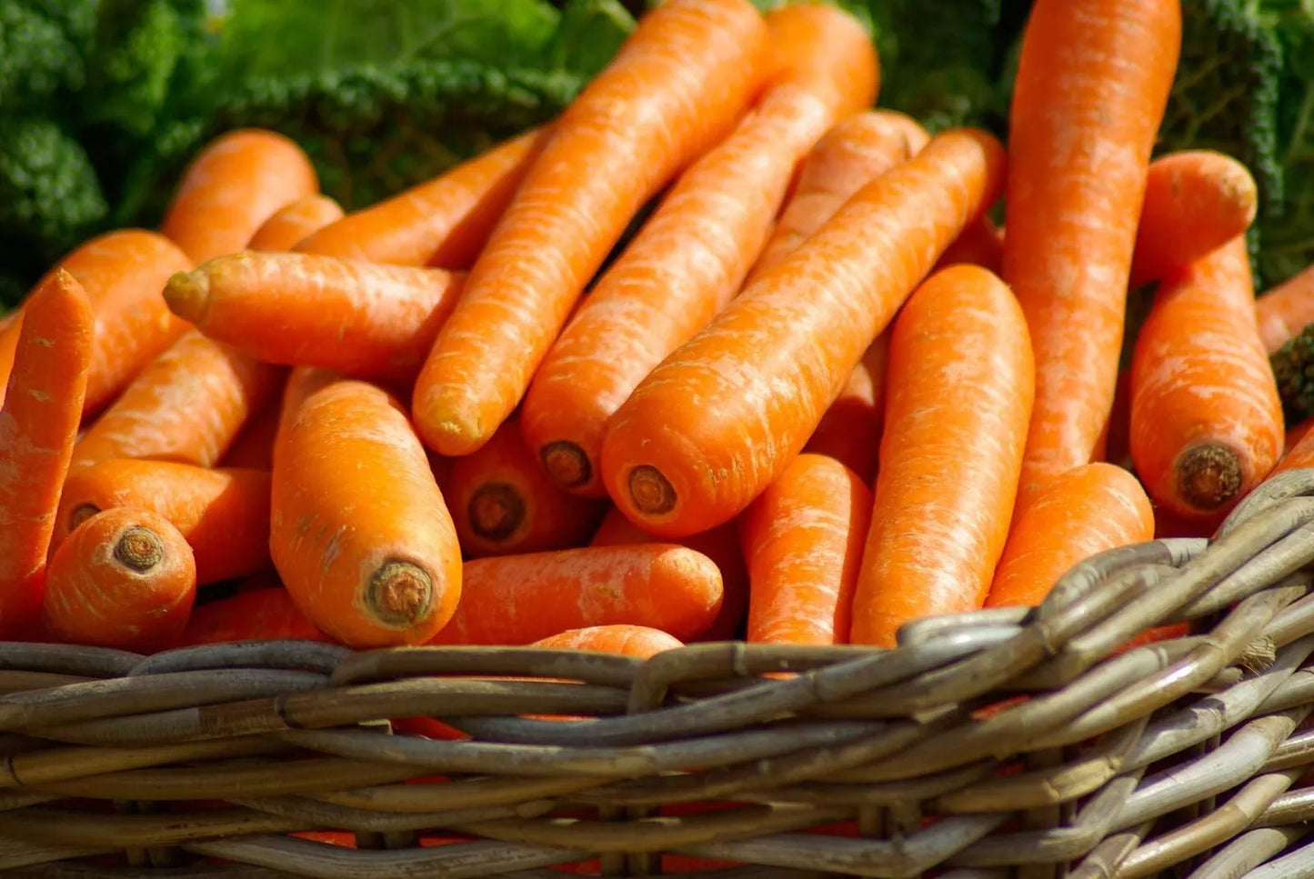Carrot Seeds - Brilliance Variety - Beta Carotene, Vitamin A - Non-GMO, Garden Seed, Daucus carota