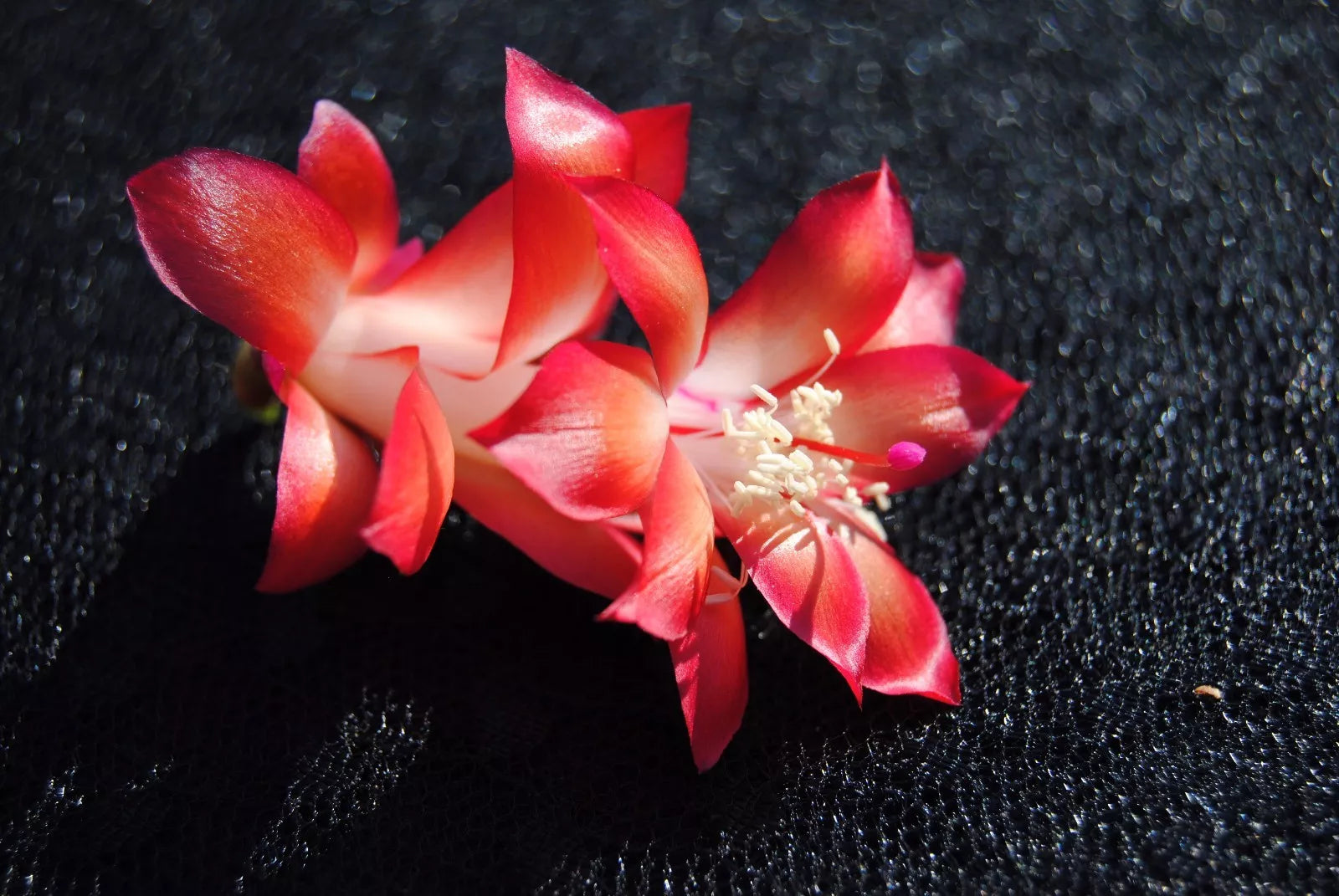 Christmas Cactus Starter Plant - Carmesim Brazil Schlumbergera Truncata - Indoor Plant with Pink and Red Flowers