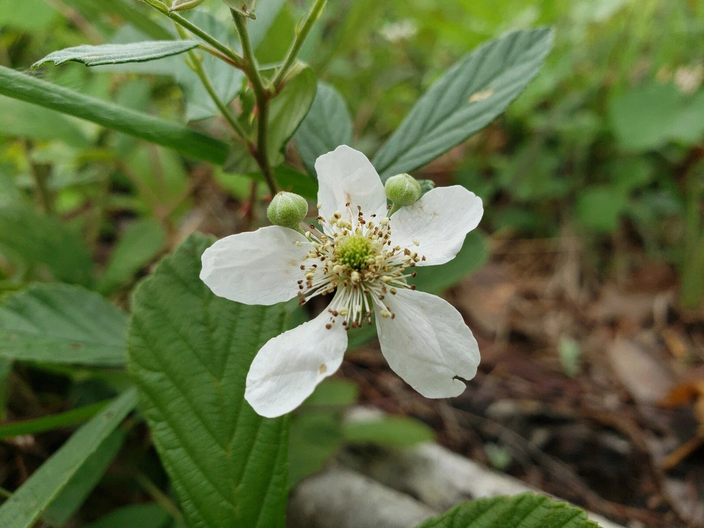 Sand Blackberry Seeds | Rubus cuneifolius Native Berry for Wildlife Attraction | 25 Seeds