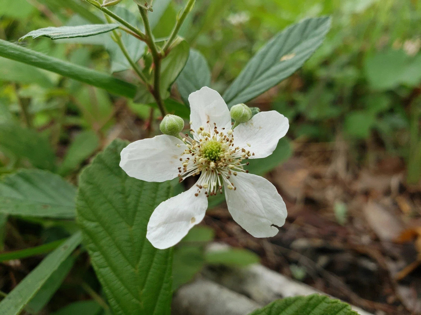 Sand Blackberry Seeds | Rubus cuneifolius Native Berry for Wildlife Attraction | 25 Seeds