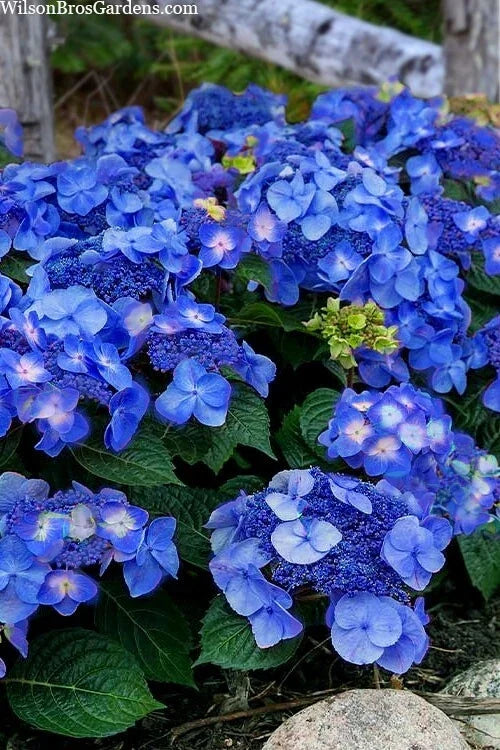 Hydrangea Cuttings 5 Rooted Pop-Star Blue Pink Varieties Hydrangea macrophylla Garden Plants