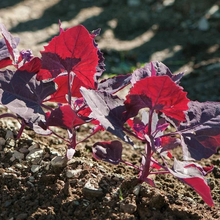 Red Orach Seeds Pack of 100 - French Spinach Atriplex Hortensis Garden Planting Seeds