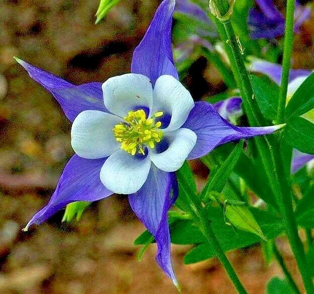 Rocky Mountain Columbine Seeds - 200+ Native Wildflower for Shade Gardens & Containers - Aquilegia coerulea