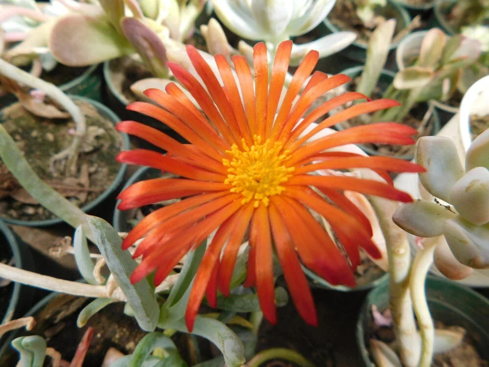 5-Pack Delosperma cooperi Rusty Ice Plant Succulent Ground Cover - Drought Tolerant, Flowering, Low Maintenance