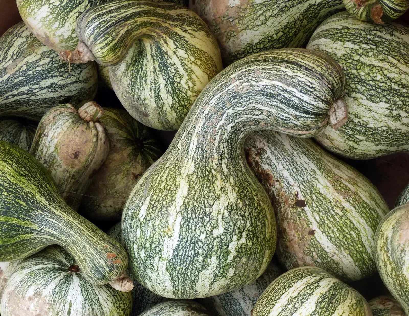 Cushaw Pumpkin Gourd Seeds, Non-GMO, Cucurbita mixta, Decorative & Culinary, Garden Seeds, Vining, 20 Seeds Pack