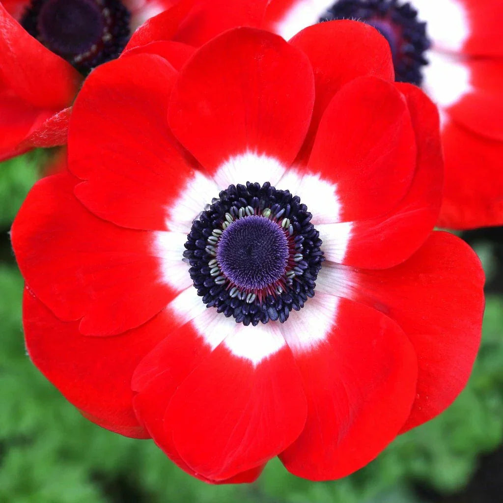 Anemone De Caen Seeds Packet - 30 Red Poppy Seeds for 2024 - Anemone coronaria