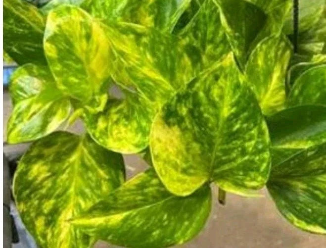 Fernando Fire Pothos Cuttings - 3 Fresh Epipremnum aureum Indoor Plant Propagation, No Roots, Houseplant Decor