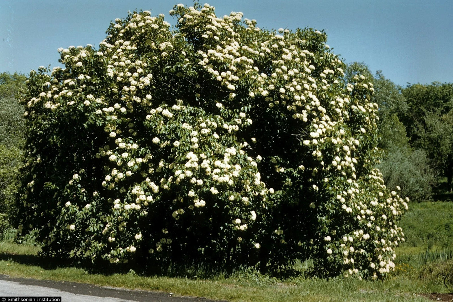 Nannyberry Viburnum Starter Plant 8-12 Inches | Viburnum lentago Hardy Shrub Small Tree Zones 5-9 Garden Landscaping