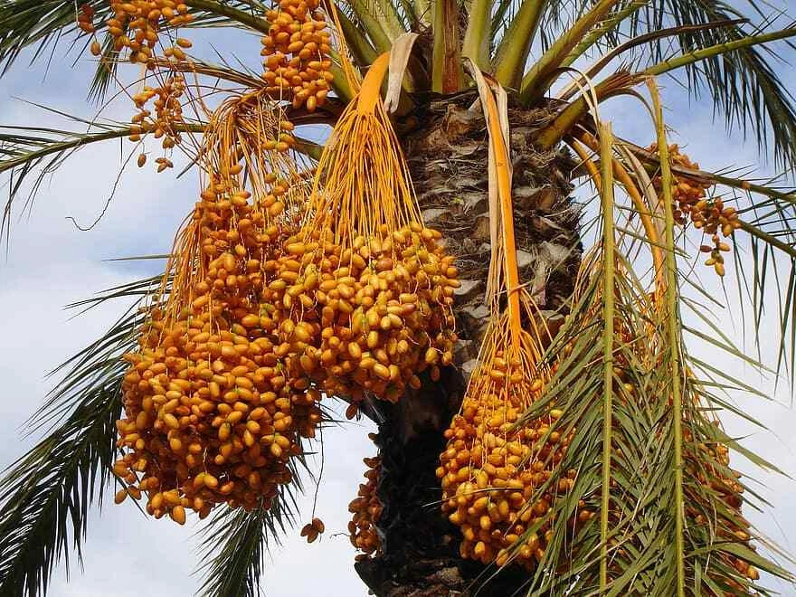Medjool Date Palm Tree Seeds - 12 Phoenix Dactylifera Seeds for Home Gardening and Landscaping
