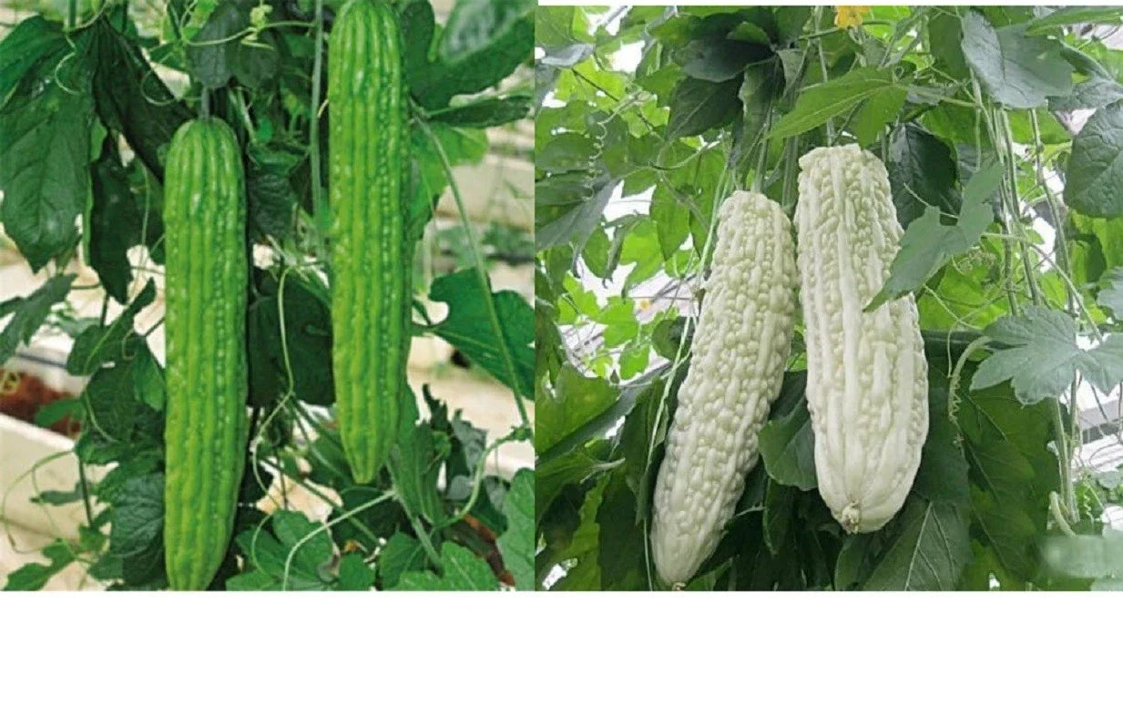 Bitter Melon Seeds - Organic Ku Gua Vegetable Seeds for Home Garden, Momordica charantia, Green/White Skin, Climbing Vine, 10+ Seeds