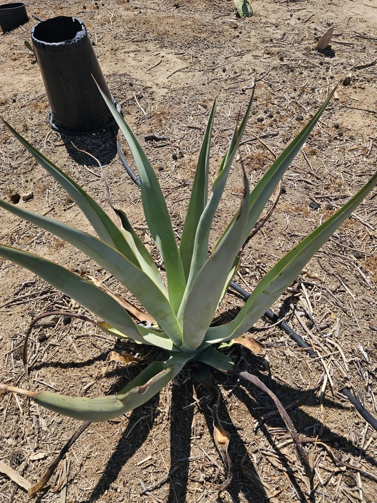 Agave Vilmoriniana Bubils 2-4.5 Inch Pack - Amolé & Octopus Agave Succulents for Indoor Outdoor Gardening