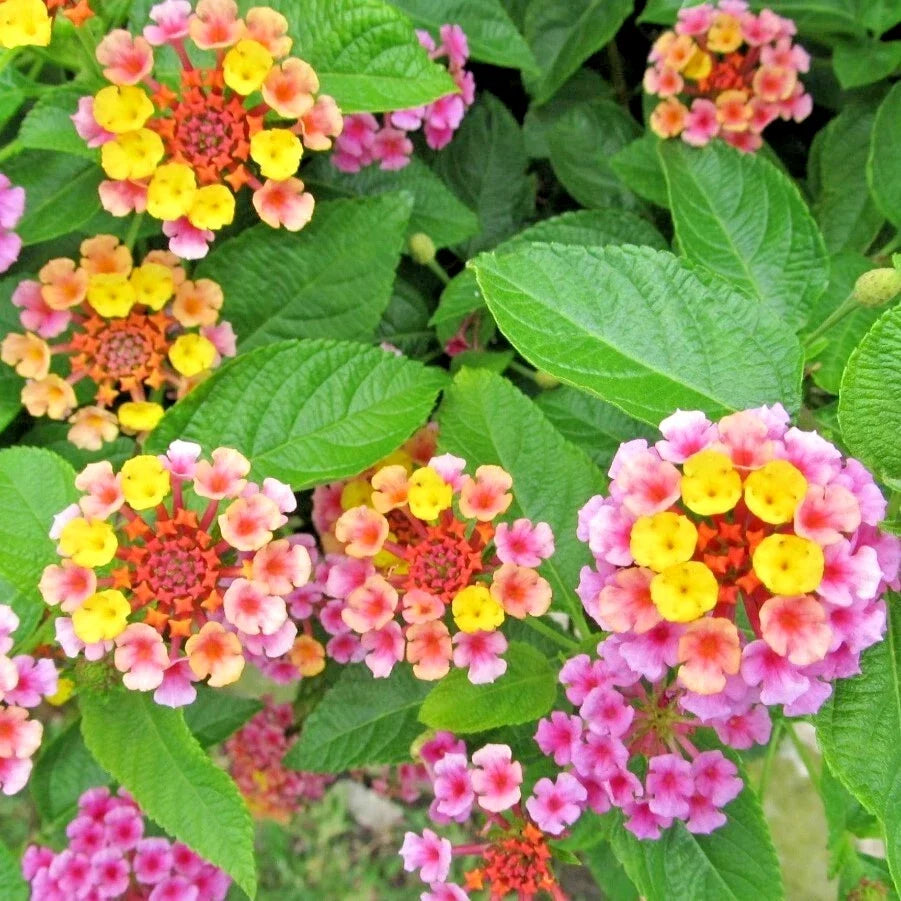 Lantana Plug 3-5" Groundcover Pink Huff Lantana camara Cold-Hardy Pollinator Attracting