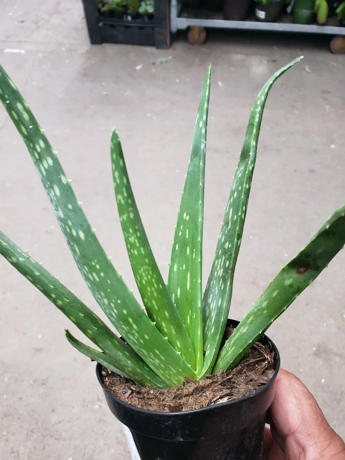 Potted Aloe Vera Plant - Live Succulent Air Purifier - Aloe barbadensis miller