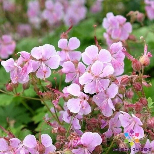 Hanne Geranium Seeds Pack of 25+ | Pelargonium × hortorum Annual Flower for Garden & Container Planting