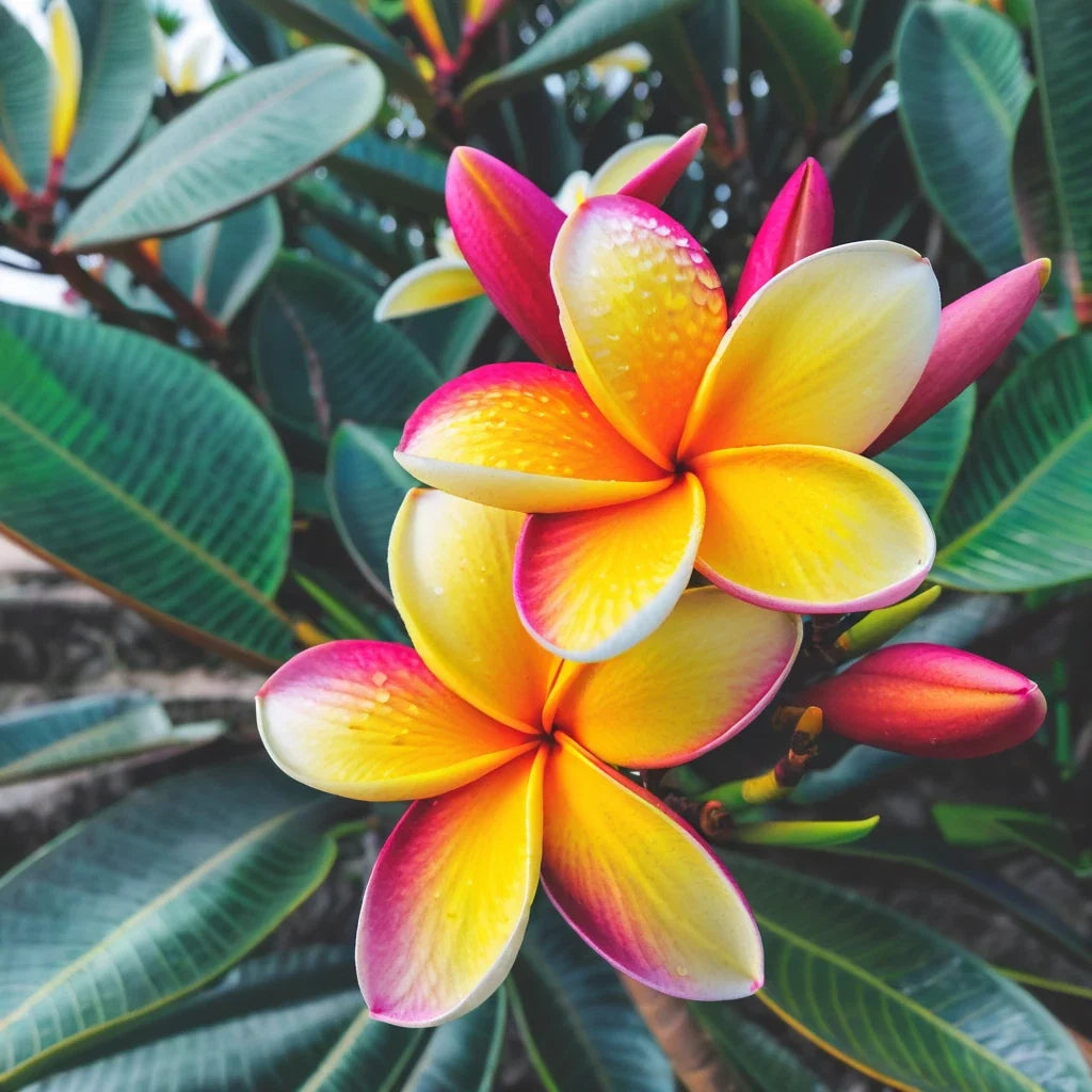 Plumeria Seeds - Light Pink Yellow Flowers - Hawaiian Perennial Frangipani - Lei Plant for Garden & Floral Arrangements