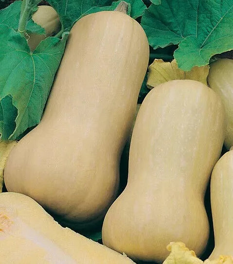 Butternut Waltham Squash Seeds - 20+ Cucurbita moschata Winter Squash for Garden