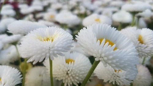 200 White Bellis Perennis Enorma Flower Seeds | English Daisy Medicinal Herb Seeds