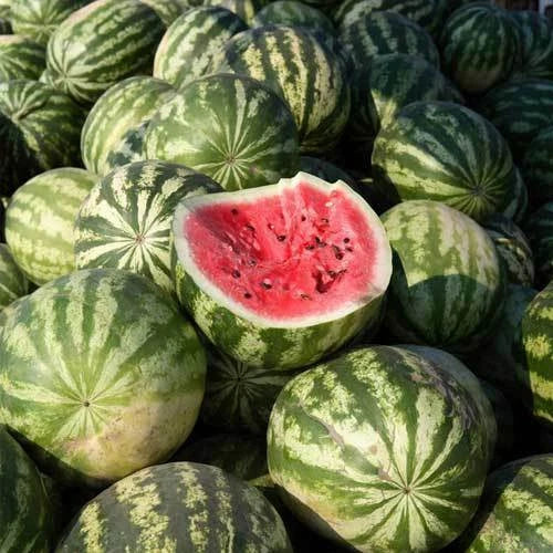 Crimson Sweet Watermelon Seeds - Heirloom NON-GMO - 25+ Seeds - Citrullus lanatus