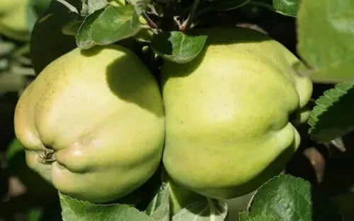 Calville Blanc d'Hiver Apple Seeds – 25+ Non-GMO Fruit Tree Seeds for Home Garden, Malus domestica, Heirloom Variety