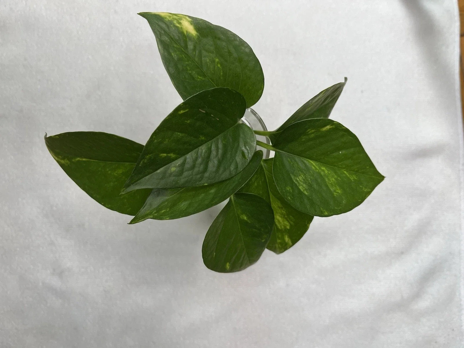 Golden Pothos Cuttings – 4 Rooted Epipremnum aureum Indoor Plants for Easy Care, Air Purifying, Trailing Vine