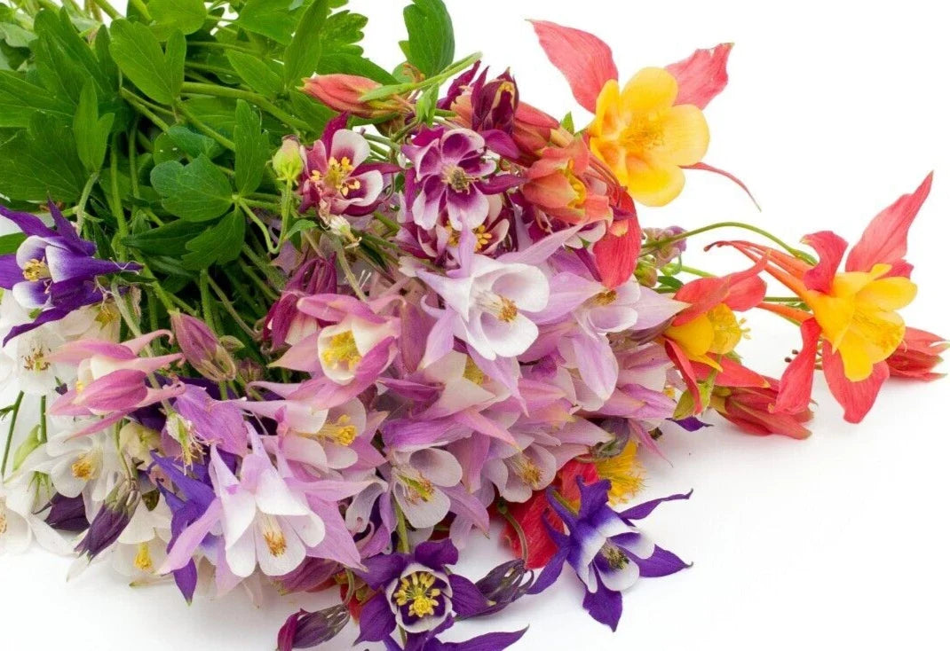 Columbine Seeds 400+ Count Mixed Colors Aquilegia Shade Flowers Garden Seeds