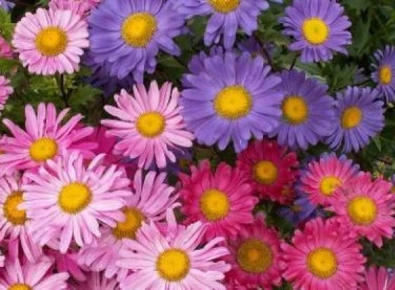 Aster Flower Seeds - 50 Pack - Mixed Colors - Garden Planting - Aster spp.