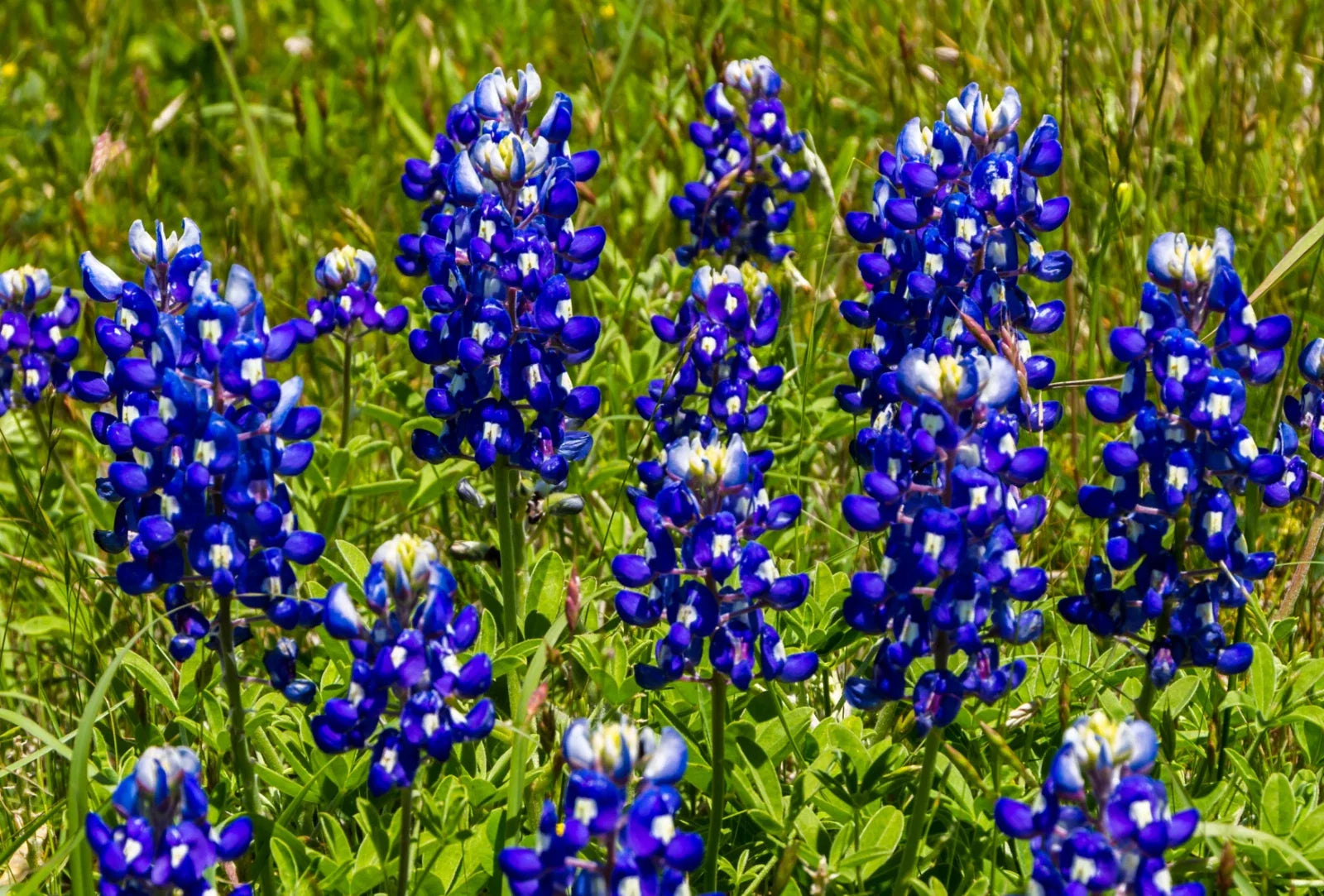 Texas Bluebonnet Seeds - 100+ Count - Fragrant Bright Blue Flowers - Lupinus texensis - Attracts Hummingbirds & Butterflies