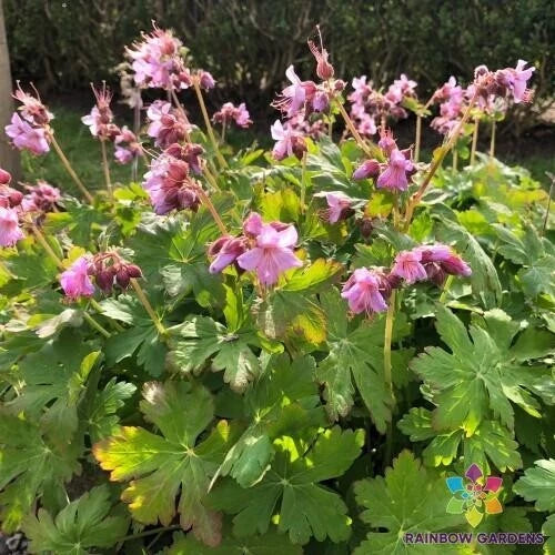 Geranium Seeds - Ingwersen's Variety Pelargonium x hortorum for Garden, 25 Seeds, Full Sun, USA Grown