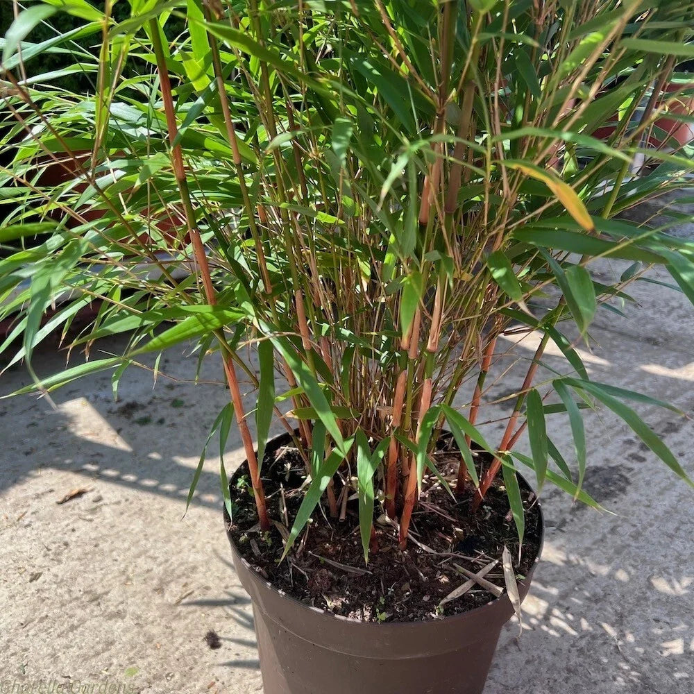 Asian Wonder Bamboo Seeds - Clumping Privacy Plant for Shade Garden - Bambusa multiplex - 50 Pack