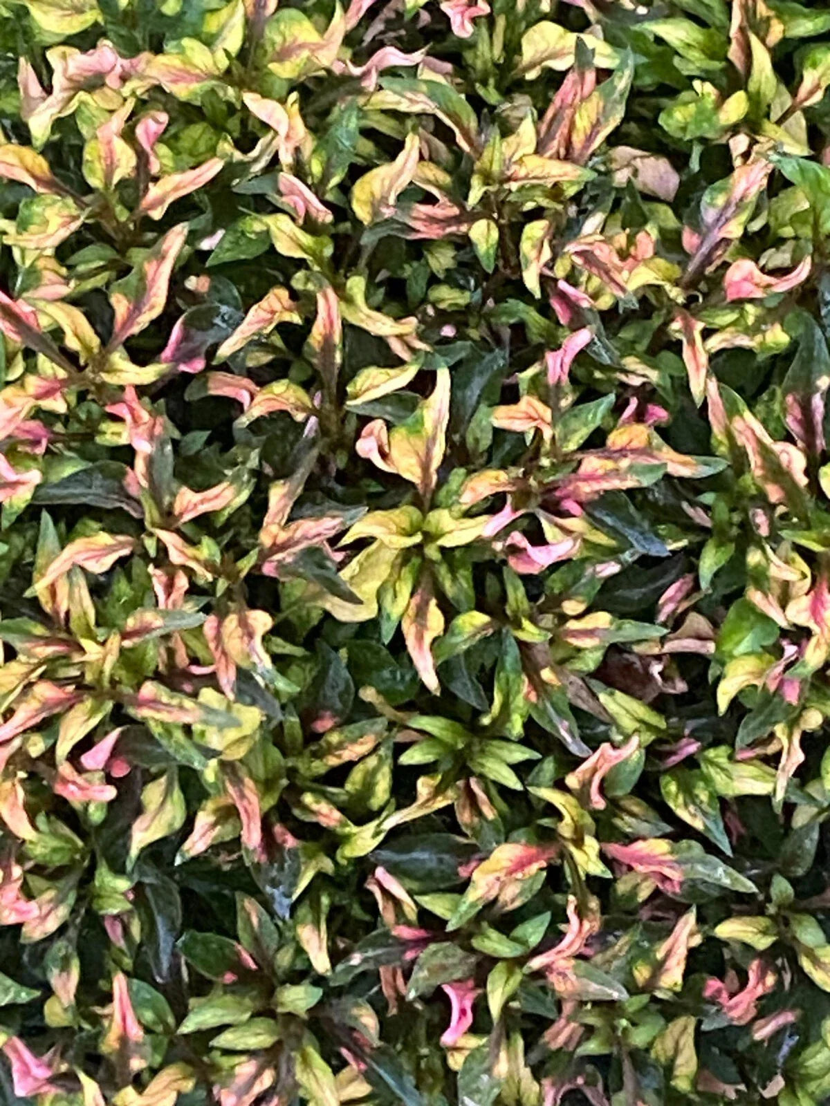 Alternanthera Ruby Slippers Rooted Plant in 3" Pot – Vibrant Ruby-Red Foliage, Compact Growth