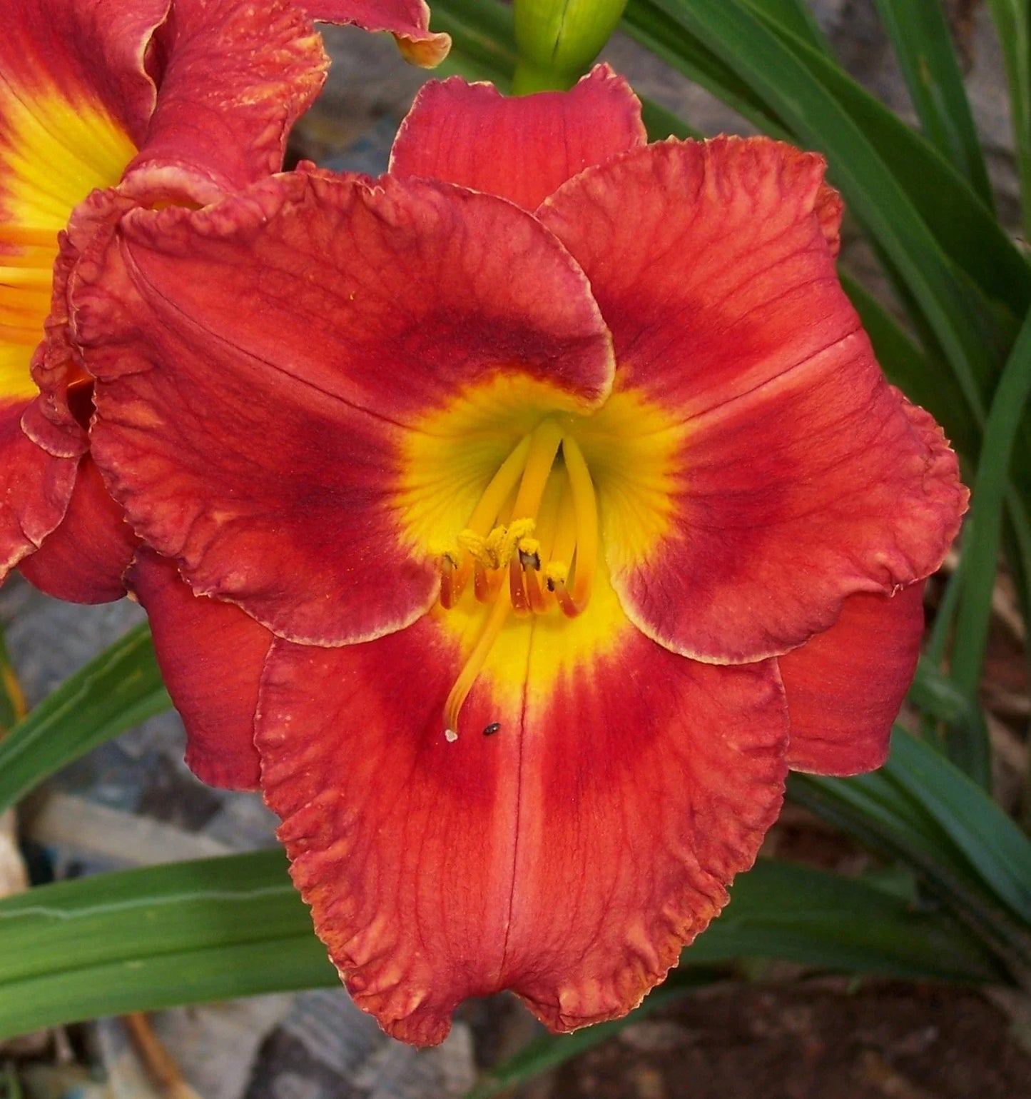 Daylily Plant - Perennial Flower with Yellow Blooms - Hemerocallis spp. - Full Sun to Partial Shade