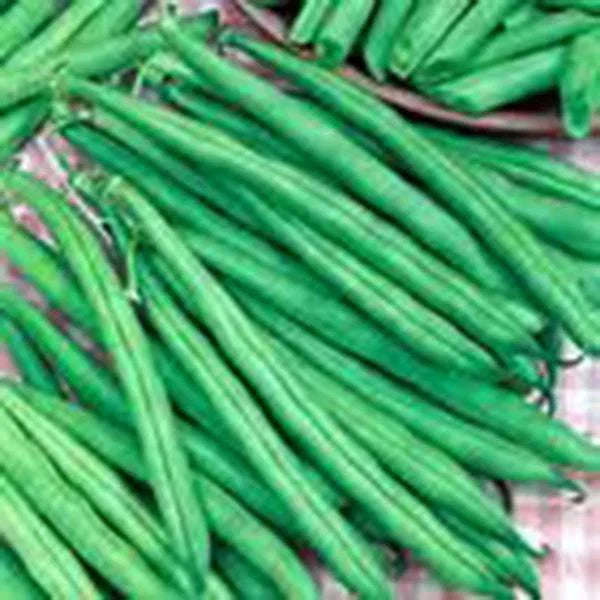 Tendergreen Bush Bean Seeds - Heirloom Phaseolus vulgaris, 500+ Seeds