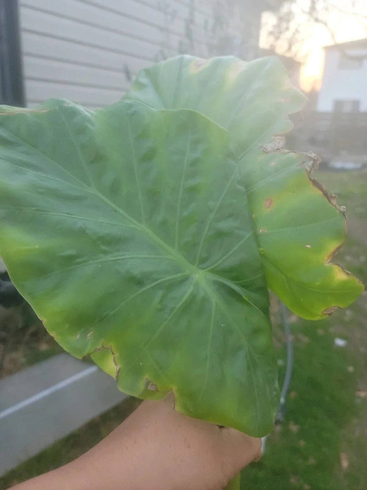 Borneo Giant Elephant Ear Taro Plant - Alocasia Macrorrhiza, Well-Rooted Tropical Foliage